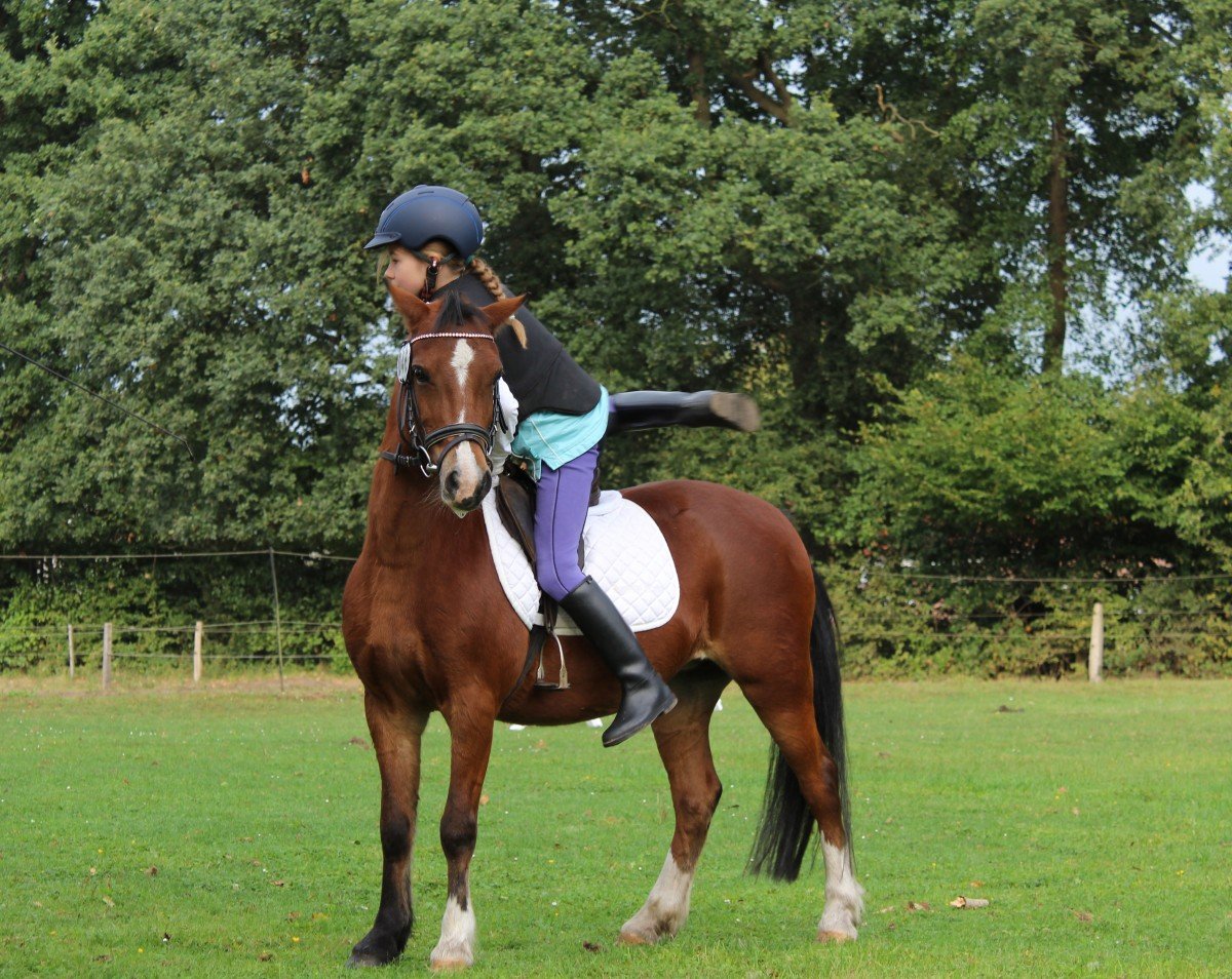 Poney & junior