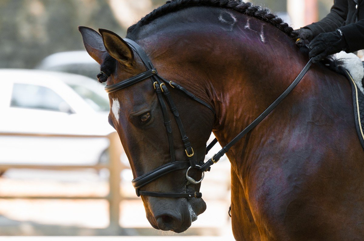 Piquage d’une selle de dressage